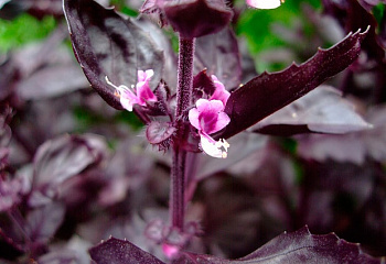 Базилик Basil Osmin Purple 