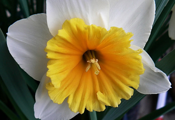 Нарцисс Narcissus Grullemans Giant 