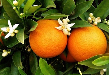 Апельсиновое дерево Orange Tree Bu 