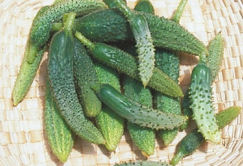 Огурец Cucumber Parisian Pickling Cucumber 