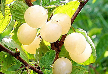 Вишня войлочная Prunus tomentosa Белая