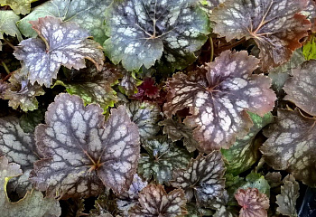 Гейхера  Heuchera Checkers 