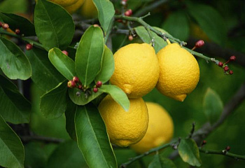 Лимон Citrus limon Pavlovsky 