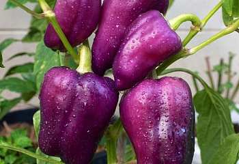 Перец сладкий  Sweet pepper Big Dipper 