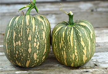 Тыква Squash Palav Kadu Squash 