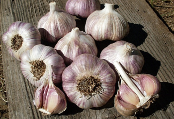 Чеснок Garlic Purple Glazer 