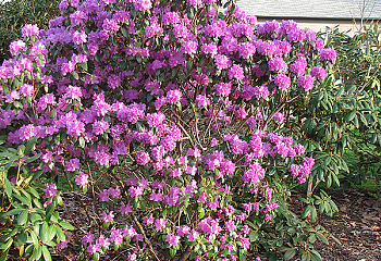 Рододендрон Эйприл Рейген 