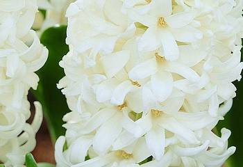 Гиацинт Hyacinthus White Pearl 