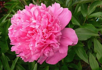 Пион Sarah Bernhardt 