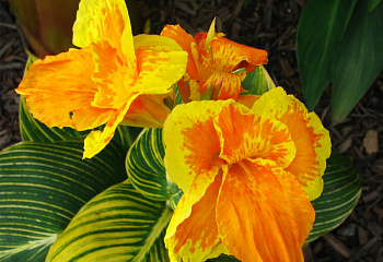 Канна Canna Goldcrown 