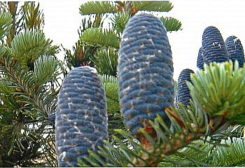 фото: пихта корейская Blue Standard пихта корейская Blue Standard