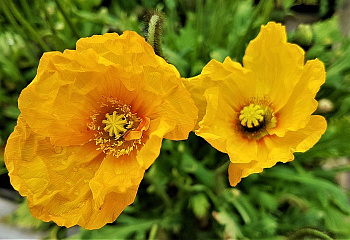 Мак Papaver Oregon Rainbow 