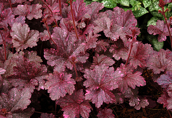 Гейхера  Heuchera Midnight Rose 