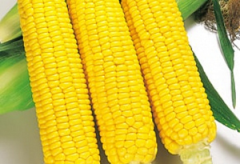 Кукуруза Sweetcorn Honey Bantam 