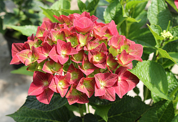 Гортензия крупнолистная Hydrangea macrophylla Green Shadows 