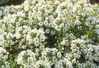 Алиссум Alyssum или Лобулярия Lobularia Variegatum 