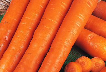 Морковь Carrot Early Nantes 