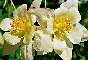 Аквилегия или Водосбор или Цветок Эльфов Aquilegia Goldfinch 