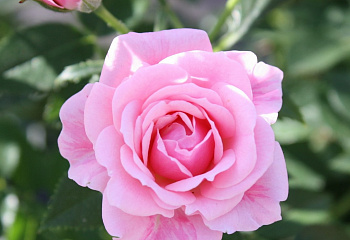 Роза Rósa Pink Symphonie 