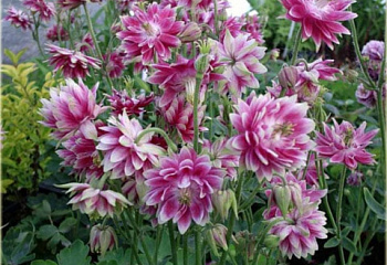 Аквилегия или Водосбор или Цветок Эльфов Aquilegia Barlow Nora 