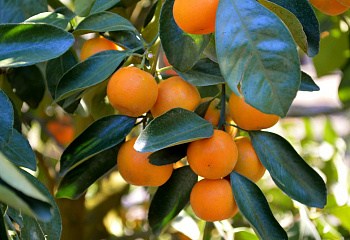 Мандариновое дерево Citrus reticulata Sochi 
