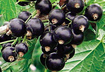 Смородина черная Кардинал