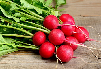 Редис Radish Charito 