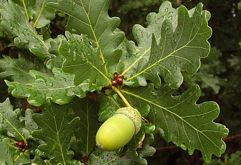 Дуб черешчатый Quercus robur 