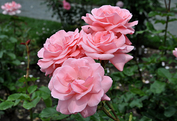 Роза на штамбе Rósa Queen Elizabeth 