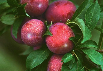Сливово-вишневый гибрид Prunus domestica х cerasus Крошка
