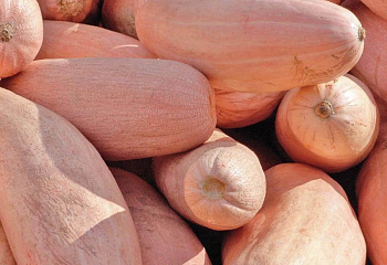 Тыква Squash Pink Jumbo Banana 