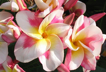 Плюмерия Plumeria Ka Set Sin  