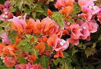 Бугенвиллия или Бумажный цветок  Bougainvillea Rosenka 