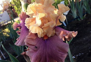 Ирис Íris Genuflect 