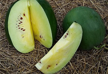 Арбуз Watermelon Makataan F1 