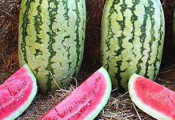 Арбуз Watermelon Klondike blue ribbon stripped 