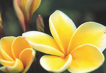 Плюмерия Plumeria Nebels Gold 