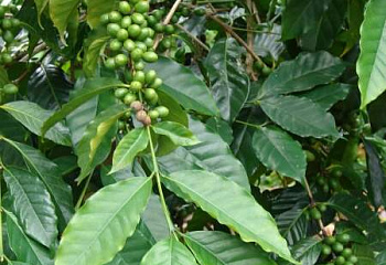 Кофейное дерево Coffee Arabica Nana 