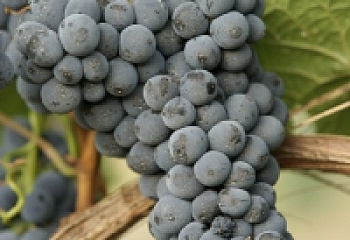 Виноград винный Vitis vinifera Мускат Донской