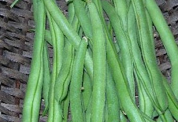 Фасоль Phaséolus Blue Lake 