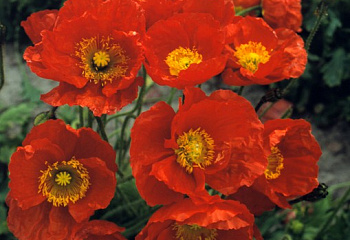 Мак Papaver Red Sails 