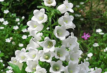 фото: колокольчик средний White Imp колокольчик средний White Imp