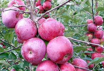 Яблоня Florina