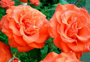 Роза на штамбе Rósa Angelique 