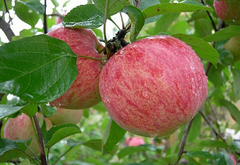 Яблоня Коричное полосатое