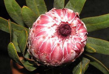 Протея или Сахарный кустарник Protea Pink Lady 