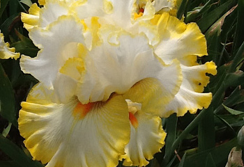 Ирис Íris Better Than Butter 