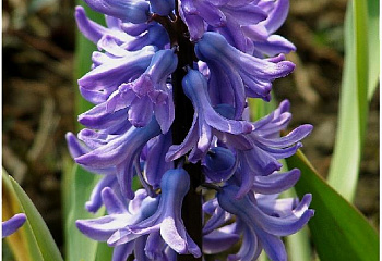 фото: Гиацинт восточный Delft Blue Гиацинт восточный Delft Blue