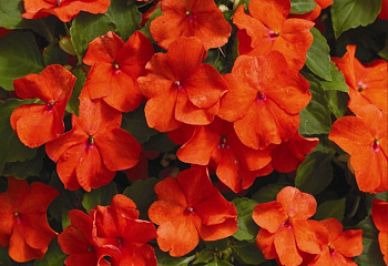 Бальзамин  Impatiens Candy Orange 