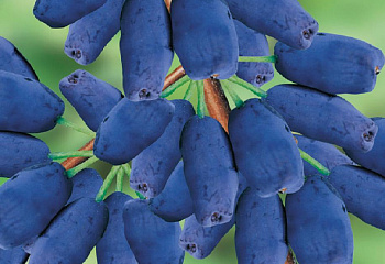 Жимолость съедобная Lonicera edulis Кубышка